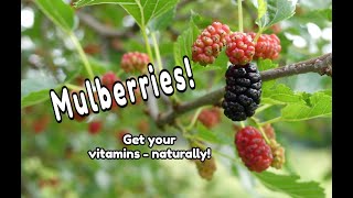 Mulberry Tree Identification and Nutrients [upl. by Durst]