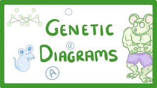 GCSE Biology  Genetic Diagrams 73 [upl. by Arev]