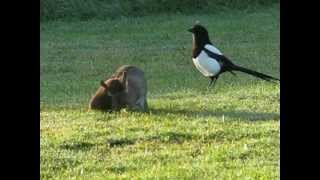 STOAT AND RABBIT PONTEFRACT PARK [upl. by Hitt]