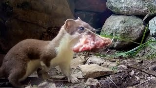 Stoat Mother Hunts to Feed Kits  Weasels Feisty amp Fearless  BBC Earth [upl. by Anieral]