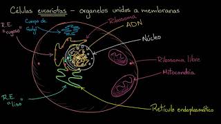 Organelos en células eucariotas  Khan Academy en Español [upl. by Neff]