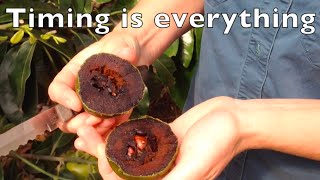 Chocolate Pudding Tree  Timing is everything  Black Sapote Fruit [upl. by Romaine]