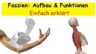 Faszien Aufbau amp Funktionen  Einfach erklärt [upl. by Lundeen824]