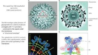 Structure of viruses Lecture 4 [upl. by Mill]