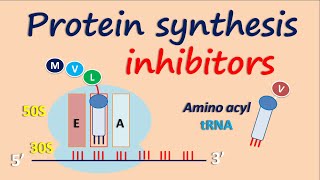 Protein synthesis inhibitors [upl. by Oribelle]