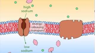 Secondary Active Transport [upl. by Ecart108]