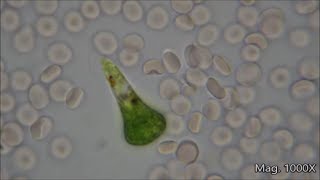 Comparing Microorganism Size Under the Microscope [upl. by Windy]