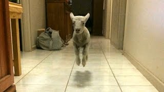 Cute Bouncing Lamb Becomes Huge Internet Star [upl. by Bohs390]