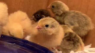 How to Hatch Button Quail Eggs [upl. by Skees]