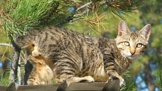 Animal Planet  Cats 101  American Bobtail [upl. by Isidro]