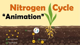 NITROGEN CYCLE  Biology Animation [upl. by Reisfield718]