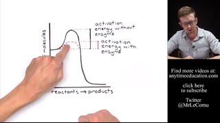 How Do Enzymes Work Activation Energy [upl. by Anneirb306]