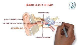 Embryology of ear  development [upl. by Eah]