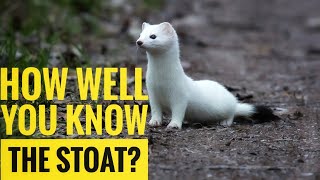 Stoat  Description Characteristics and Facts [upl. by Aneala]