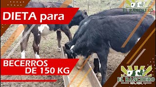 DIETA para Becerros de 150 kg [upl. by Nomihs938]