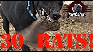 Mink and Dogs DESTROY 30 RATS [upl. by Onairpic]