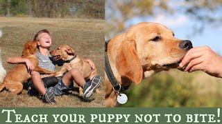 Stop Puppy Biting  Top 3 Training Solutions [upl. by Resay380]