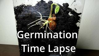 Germination Of A Seed Time Lapse [upl. by Yehudit280]