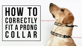 How to Correctly Fit a Prong Collar [upl. by Kiele]