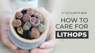 BEST TIPS HOW TO CARE FOR LITHOPS  LIVING STONES [upl. by Broucek373]