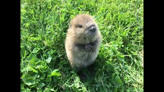 Meet Beatrice the adorable orphan baby beaver rescued in Kentucky [upl. by Fontana]