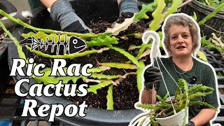 Ric Rac Cactus Repot [upl. by Ignatzia759]