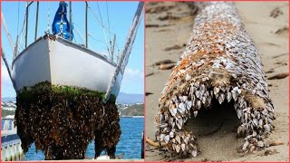 INCREDIBLE AND INGENIOUS Barnacles Removing From ShipSATISFYING Barnacles Removing Proces3 [upl. by Ahsekyt807]