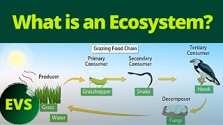 Ecosystem  What is an Ecosystem  Different Types of Ecosystem  Environmental Science  EVS [upl. by Orwin]