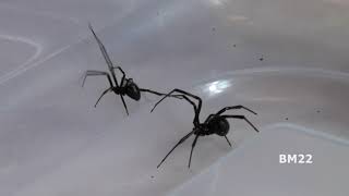 How to Get Rid of Black Widow Spiders I found these in my bathroom [upl. by Ellerd]