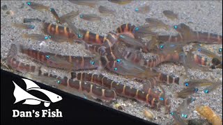 Kuhli Loach Feeding Frenzy [upl. by Ehudd]