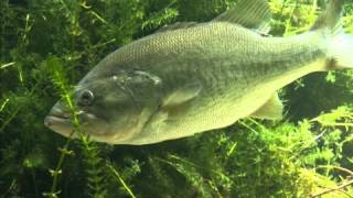 Bass Fishing for Beginners The Bass [upl. by Namsu]