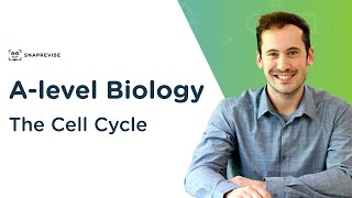 The Cell Cycle  Alevel Biology  OCR AQA Edexcel [upl. by Enilra170]