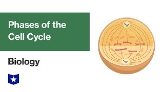 Phases of the Cell Cycle  Biology [upl. by Ecilahs]