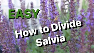 How to Split or Divide Salvia [upl. by Lenz553]