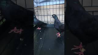 The difference between roller pigeon and tippler pigeon [upl. by Nnylsia]