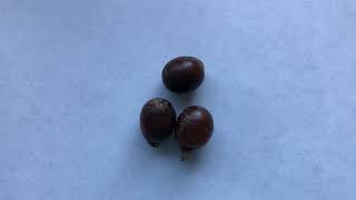 Germinating Palm Seeds  Part 1 [upl. by Name922]