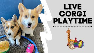 Corgi Morning Playtime with Hammy and Olivia [upl. by Philly]