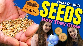 How do SEEDS Grow Seed Germination For Kids  Facts For Kids [upl. by Azirb]