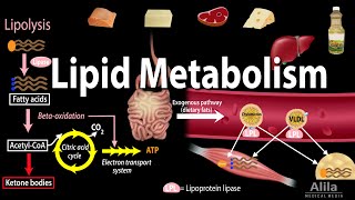 Lipid Fat Metabolism Overview Animation [upl. by Sanger795]