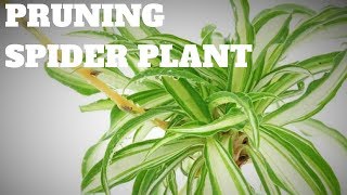 pruning spider plants [upl. by Alamac]