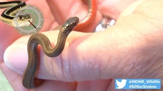 60Second Snakes Northern Redbellied Snake [upl. by Noevart984]