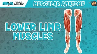 Muscles of the Lower Limb  Anatomy Model [upl. by Danette]