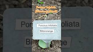 Poncirus trifoliata Bitterorange Schnitt [upl. by Sherl]