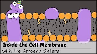 Inside the Cell Membrane [upl. by Nolak]