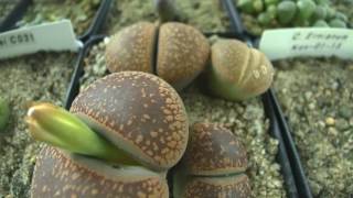 Lithops  Living Stones Flower Bud Emerging Time Lapse [upl. by Kunz]