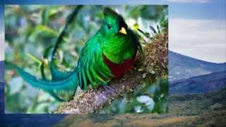 EL QUETZAL DE CHIRIQUI  JUANK [upl. by Partan17]