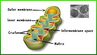 Protein Transport into Mitochondria [upl. by Emma]