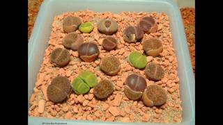 Lithops timelapse after watering [upl. by Aterg]