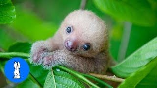 Baby Sloths Being Sloths  FUNNIEST Compilation [upl. by Bourne833]