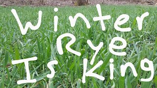 Winter Rye For Food Plots [upl. by Amlet]